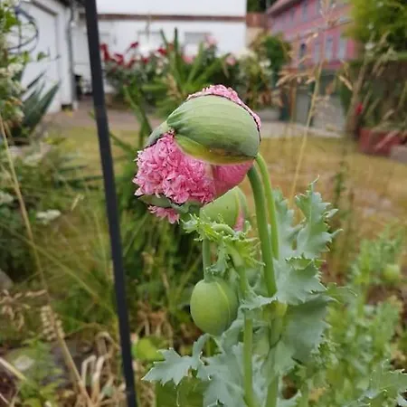 شقة Haus Am Markt *